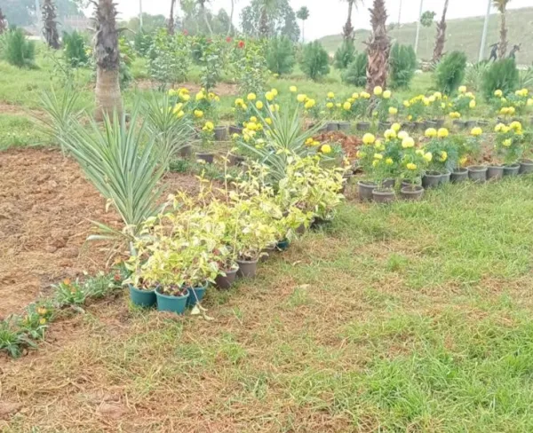 Projet d’aménagement des espaces verts pour l’APC de Sidi Abdellah