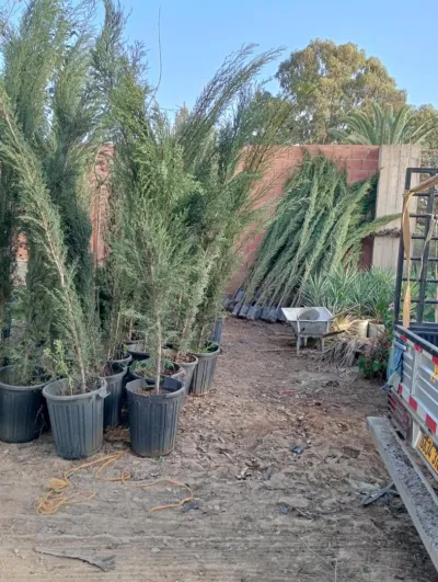 Projet d’aménagement des espaces verts pour l’APC de Sidi Abdellah